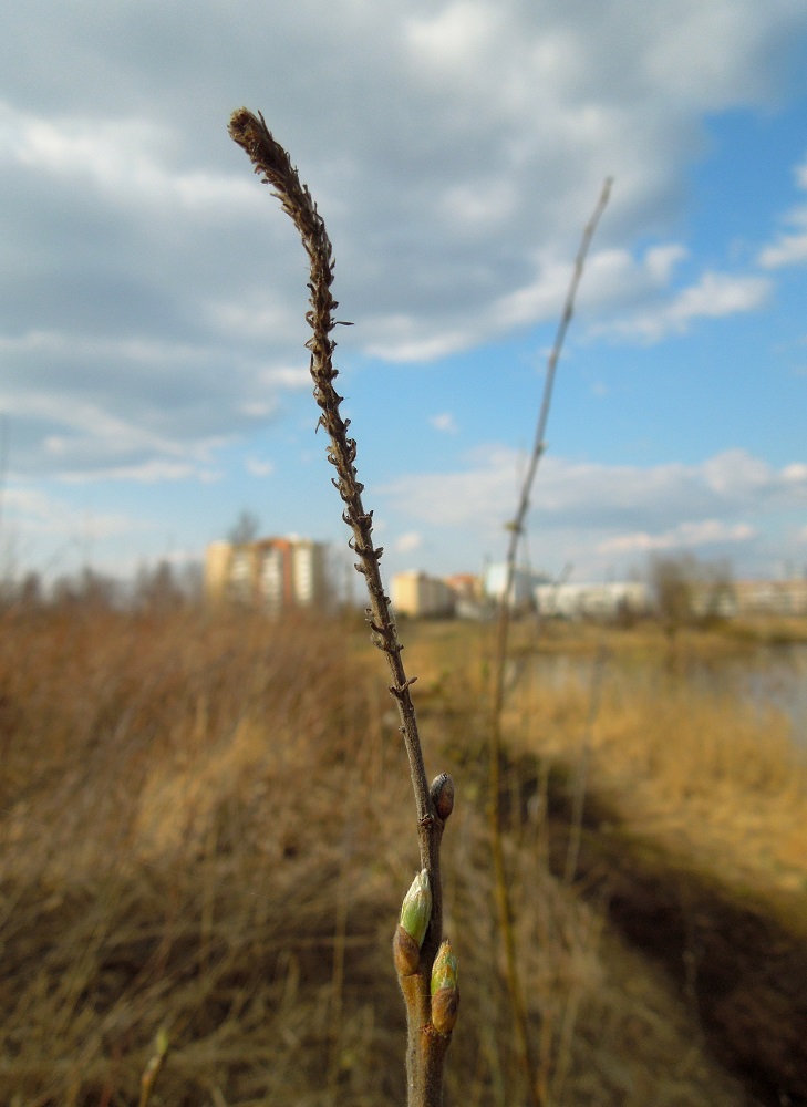 Image of Salix cinerea specimen.