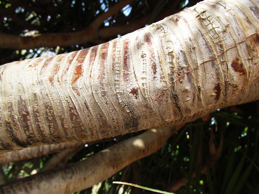 Изображение особи Pandanus utilis.