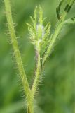 Papaver stevenianum