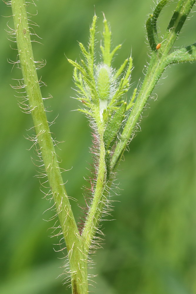 Image of Papaver stevenianum specimen.