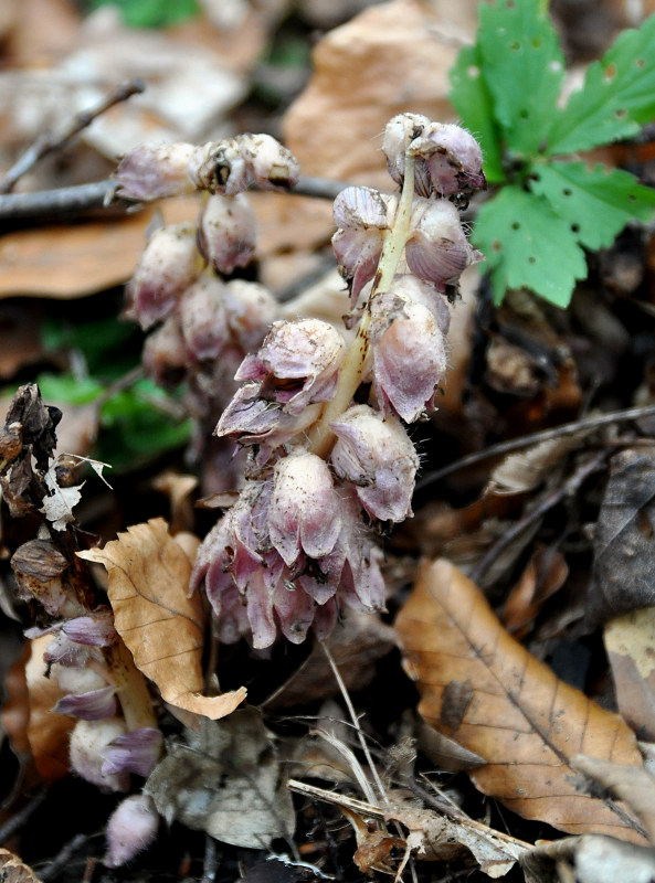 Image of Lathraea squamaria specimen.