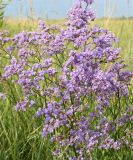 Limonium gmelinii. Верхушка цветущего растения. Восточный Казахстан, Уланский р-н, окр. с. Украинка, луг. 05.07.2007.