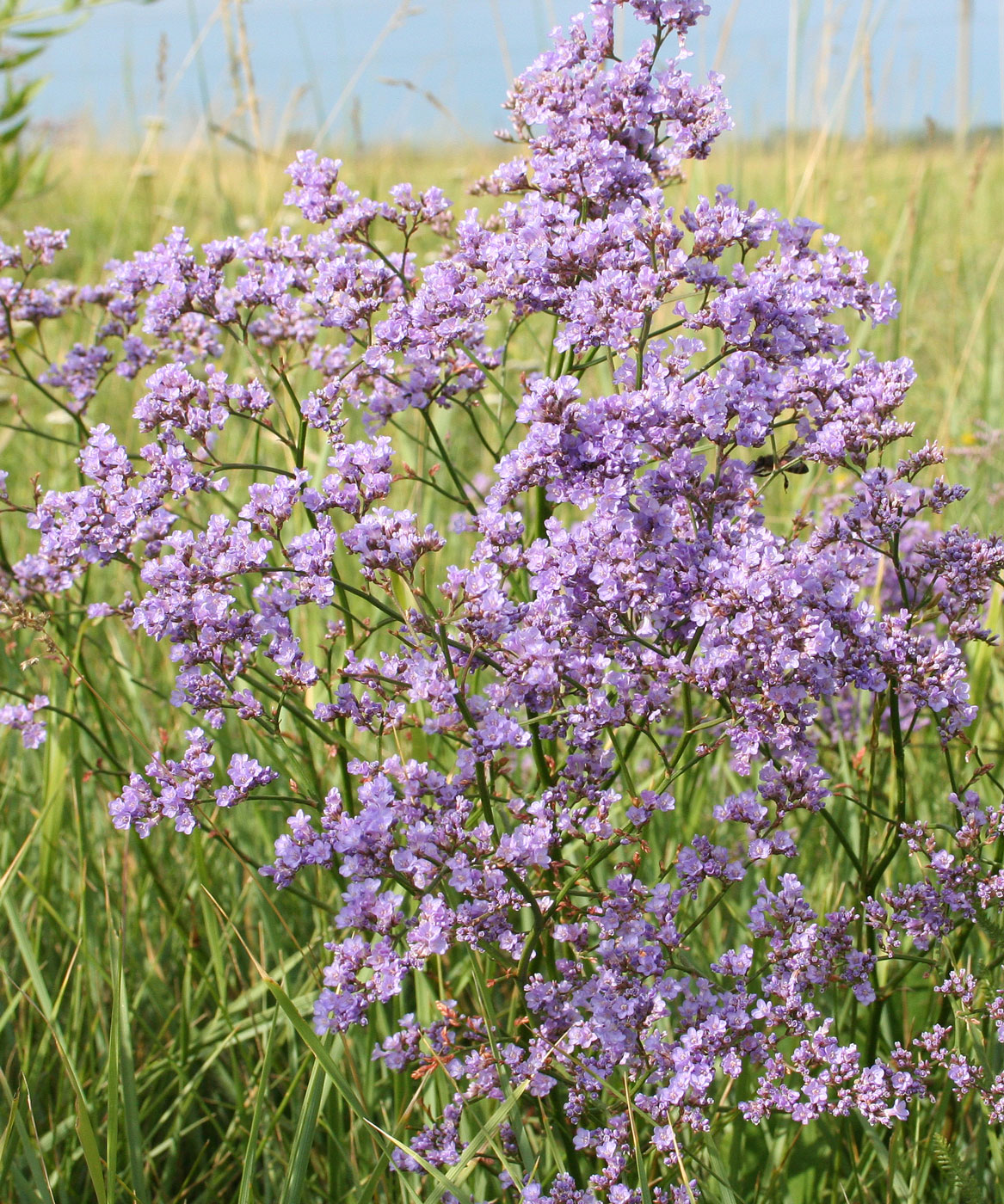 Image of Limonium gmelinii specimen.