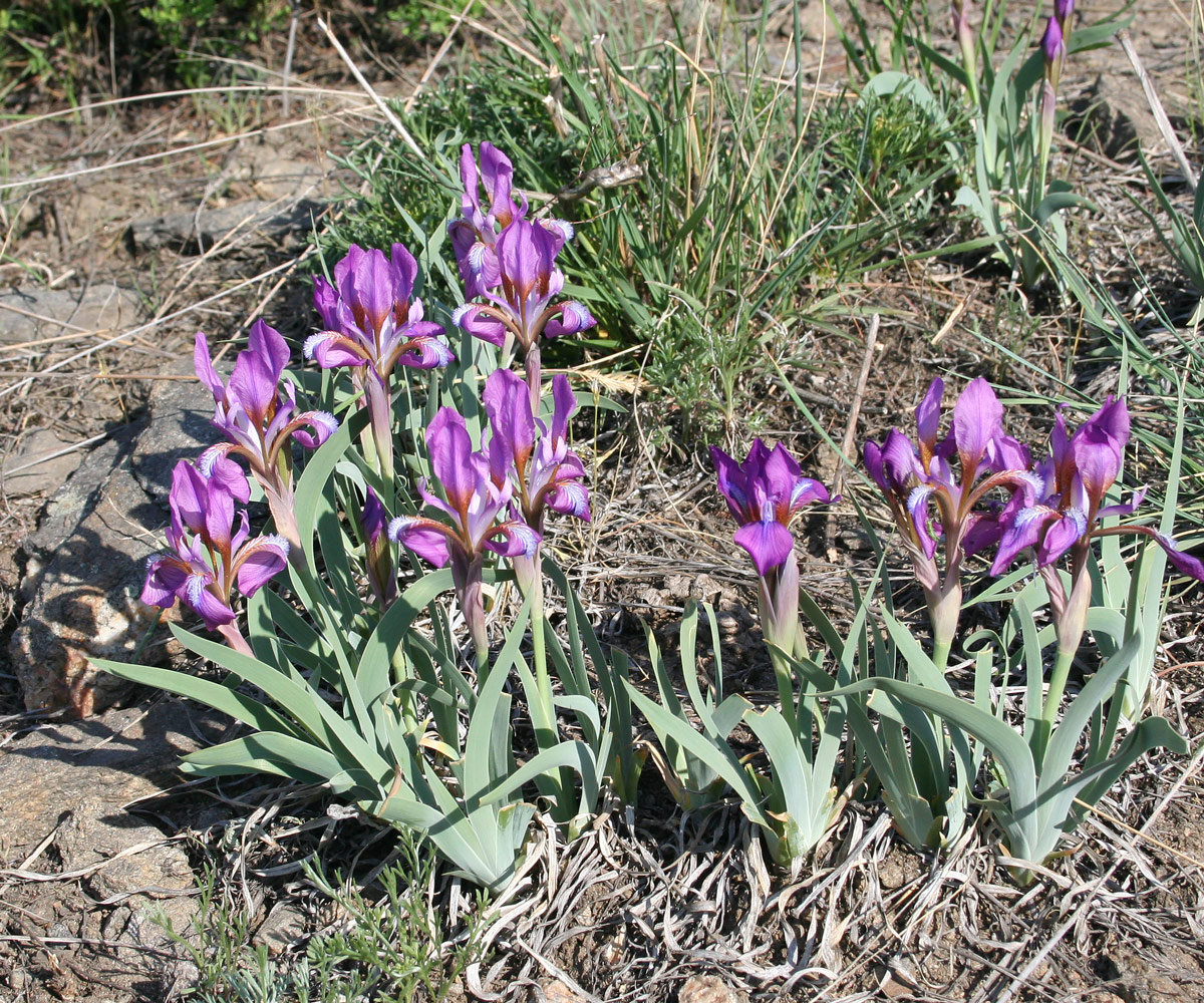 Image of Iris glaucescens specimen.