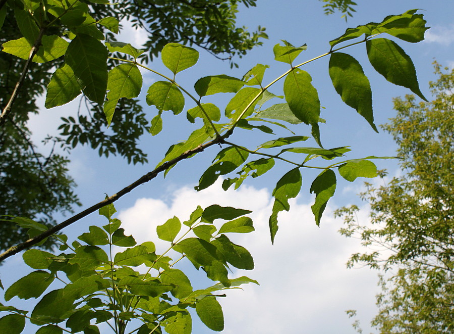 Image of Fraxinus quadrangulata specimen.