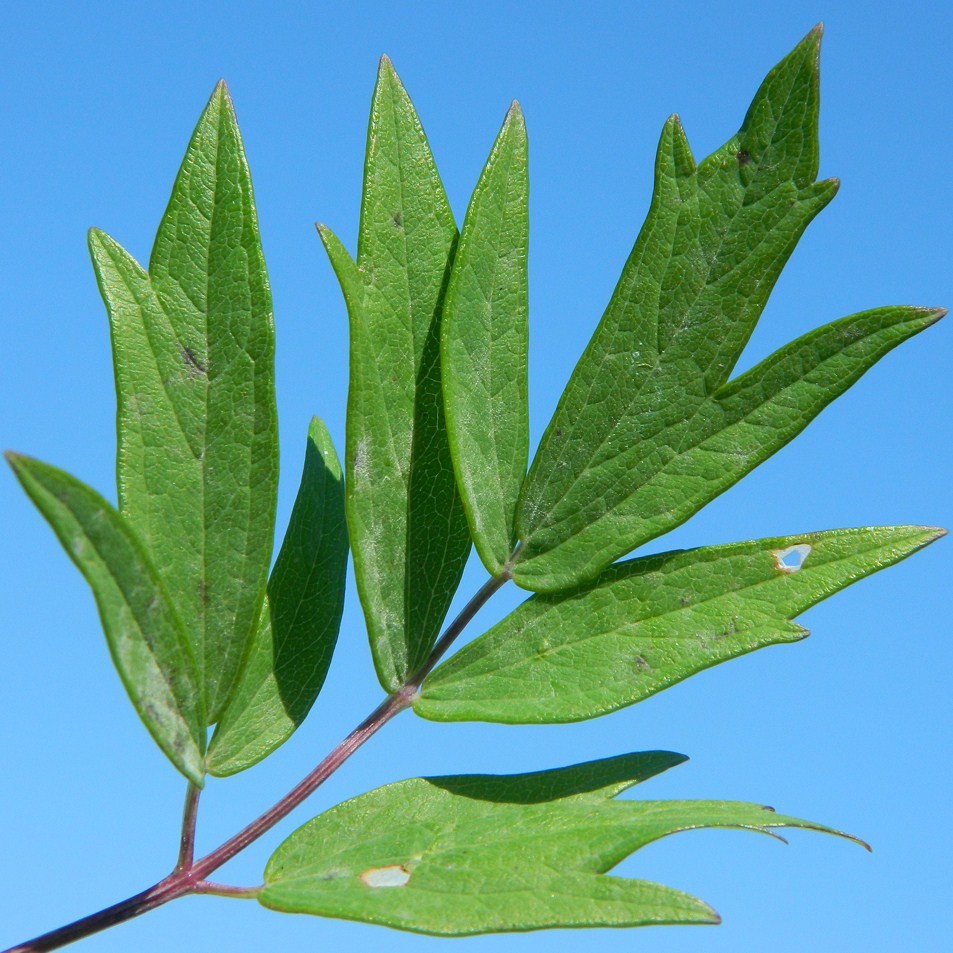 Image of Thalictrum flavum specimen.