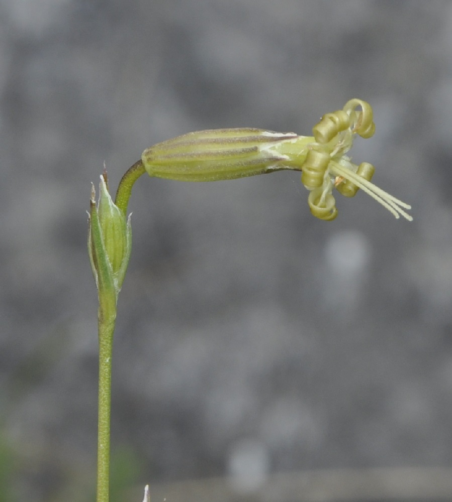 Image of Silene radicosa specimen.