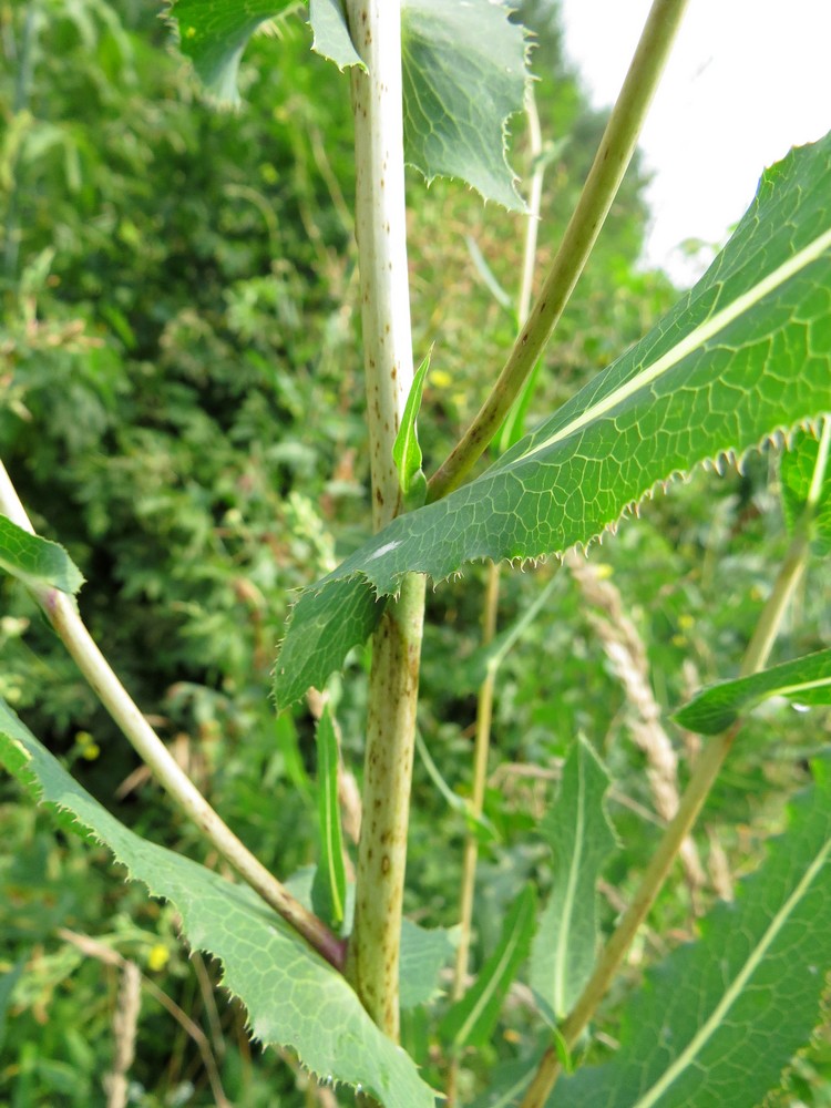 Image of Lactuca serriola specimen.