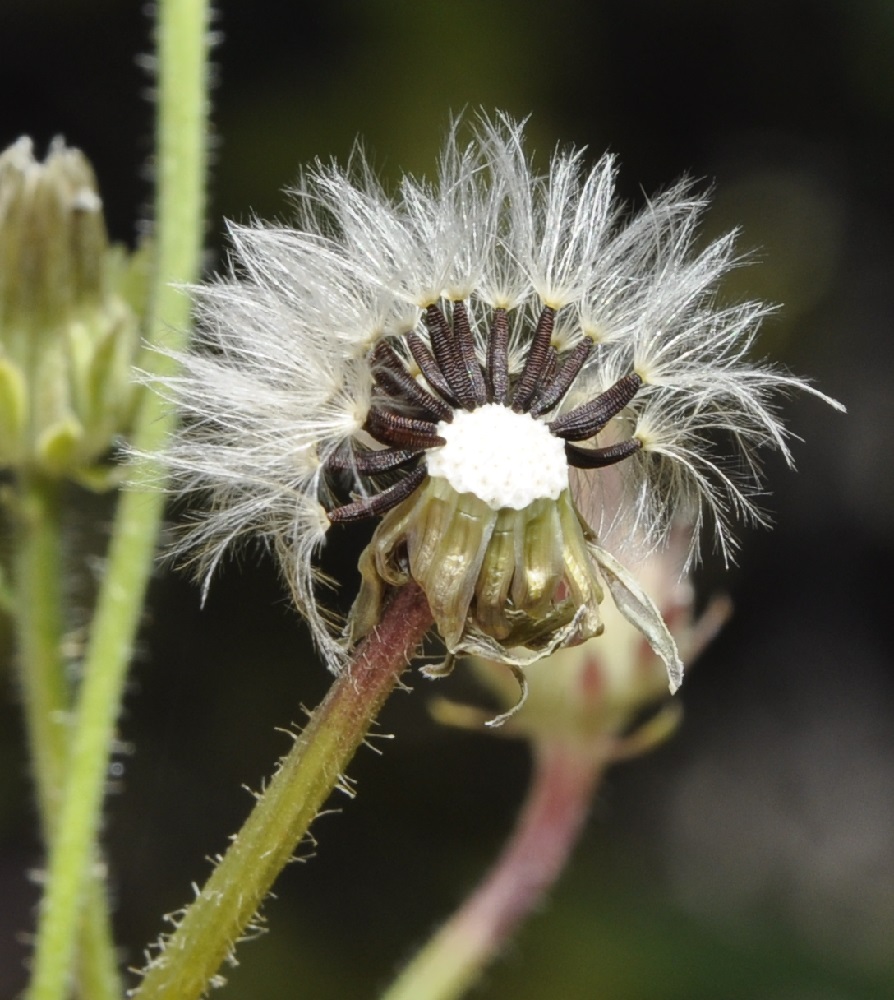 Image of Picris rhagadioloides specimen.