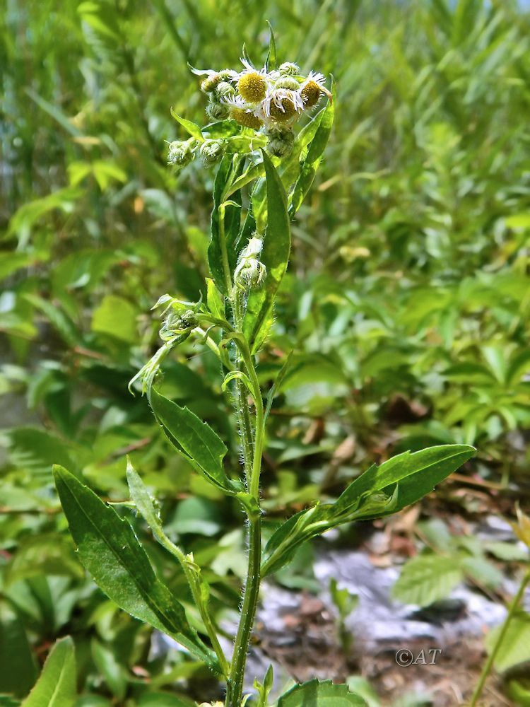 Image of genus Erigeron specimen.