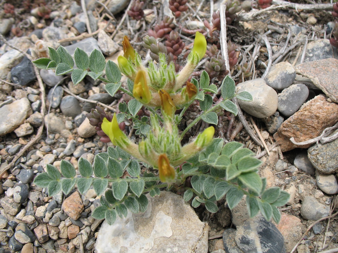 Image of genus Astragalus specimen.