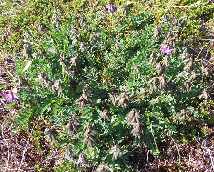 Image of Astragalus subpolaris specimen.