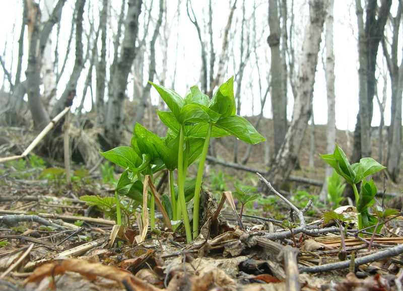 Image of Trillium camschatcense specimen.