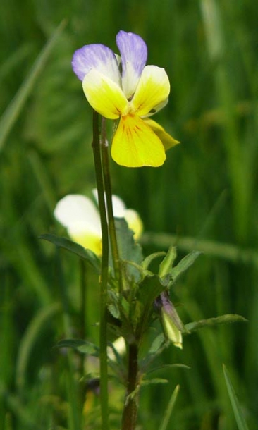 Image of Viola tricolor specimen.