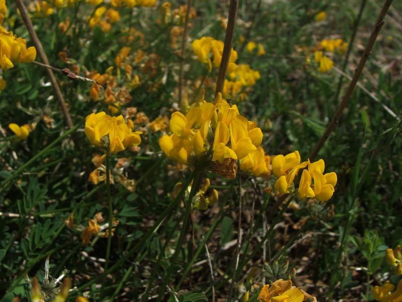 Изображение особи Hippocrepis comosa.