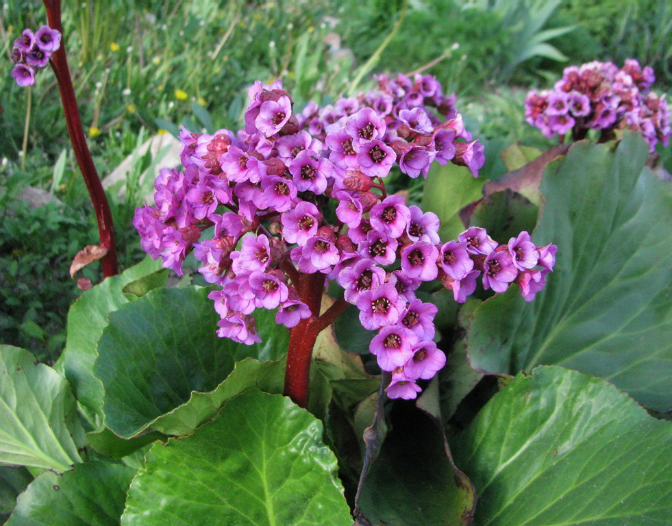 Image of Bergenia crassifolia specimen.