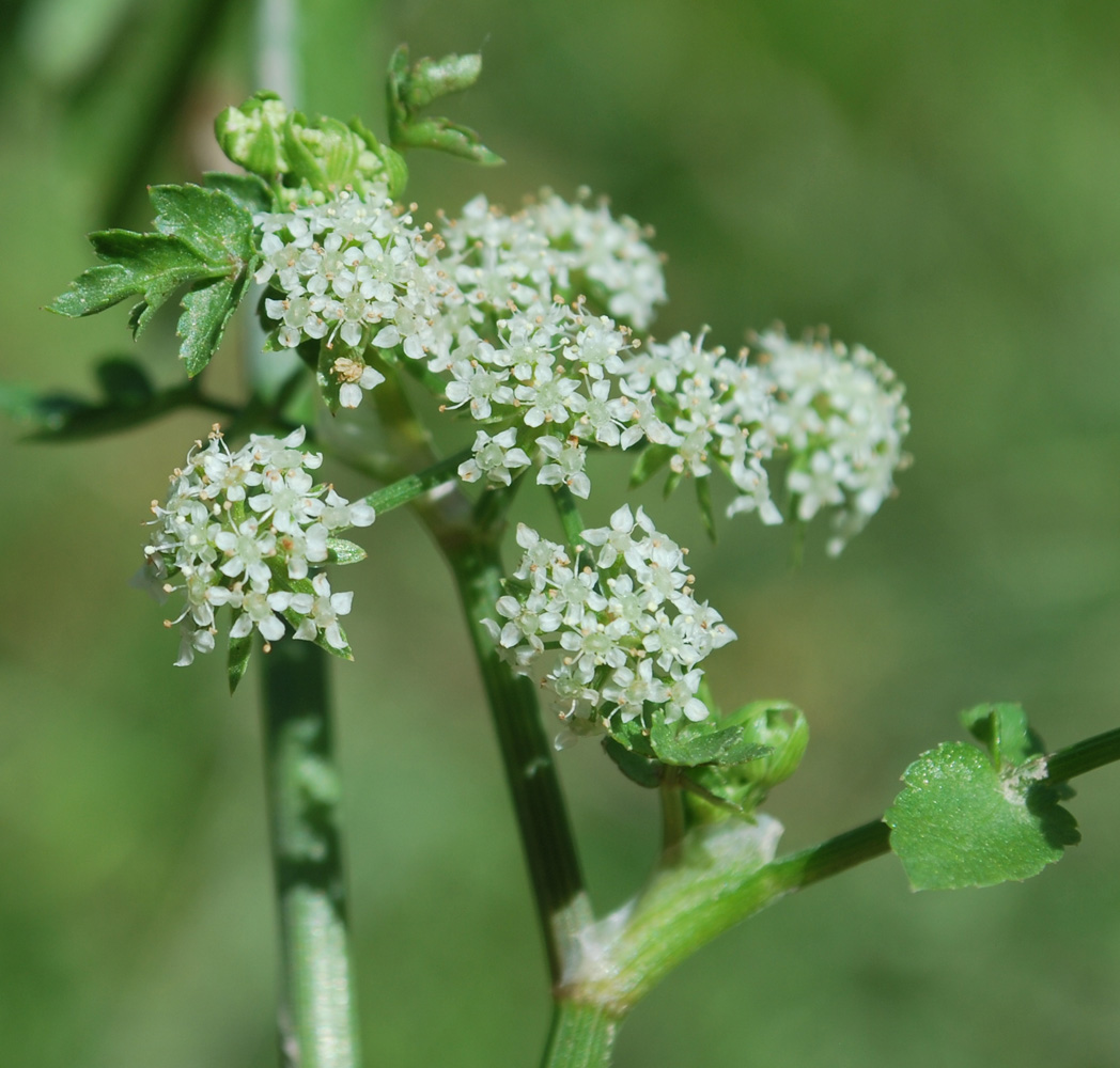 Изображение особи Apium nodiflorum.