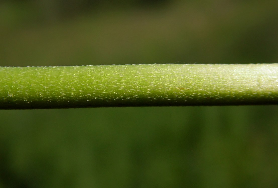 Image of Geranium sylvaticum specimen.