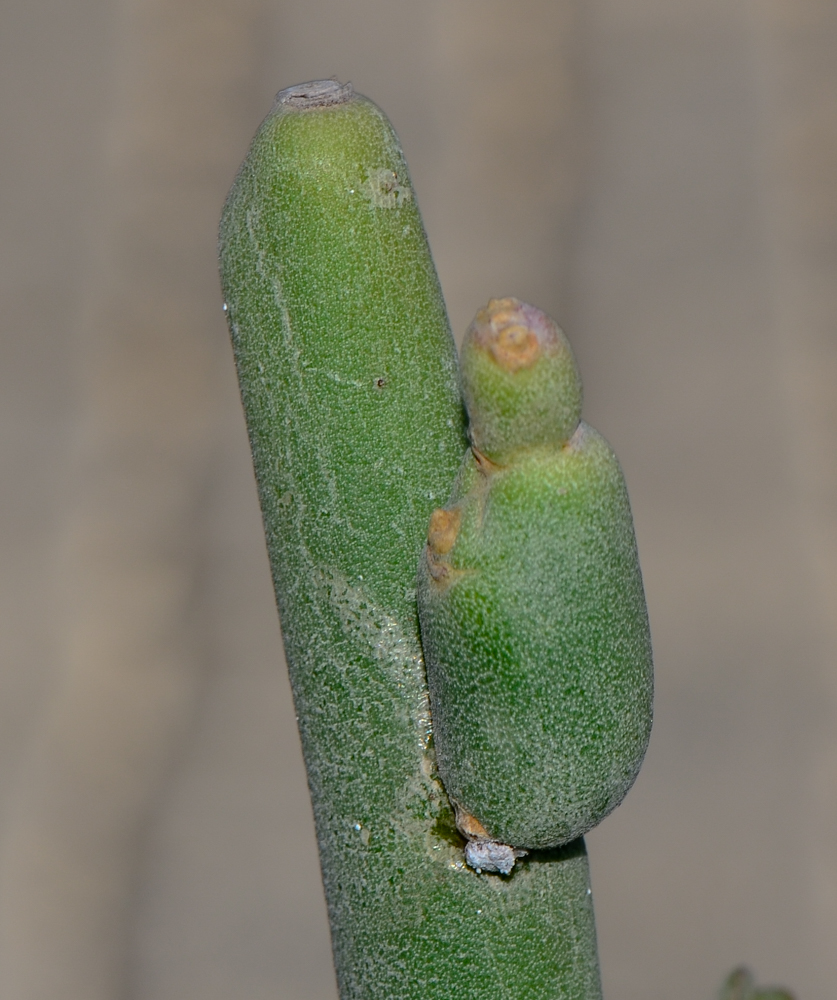 Image of Euphorbia lomelii specimen.