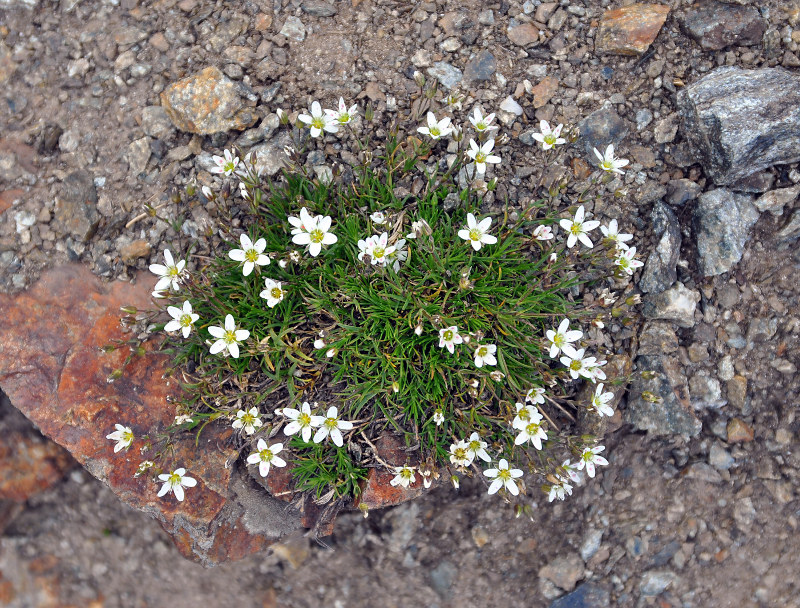 Image of Minuartia oreina specimen.