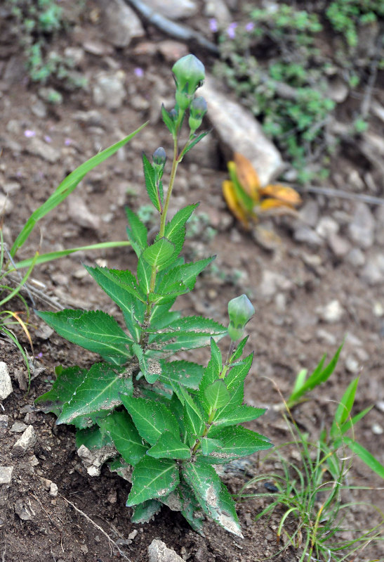 Image of Platycodon grandiflorus specimen.