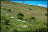 Crambe tataria