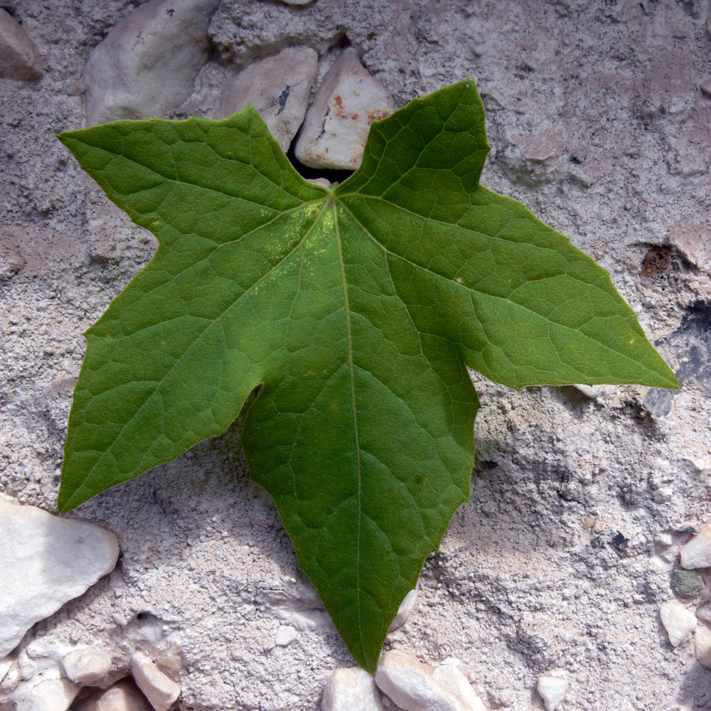 Image of Echinocystis lobata specimen.