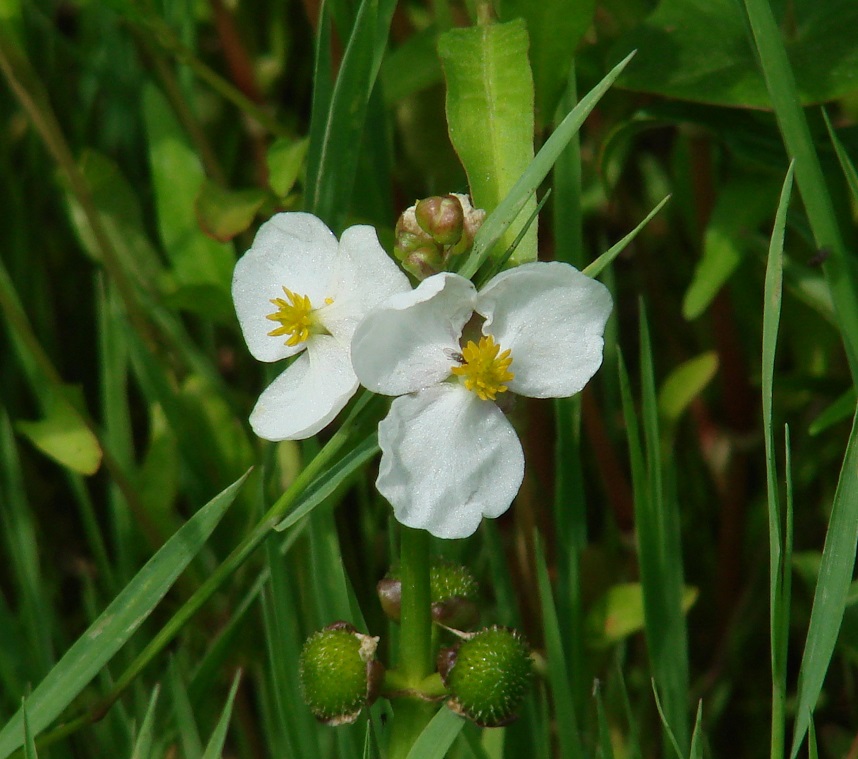 Image of Sagittaria natans specimen.