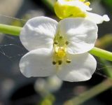 Crambe koktebelica