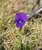 Viola altaica. Цветок. Бурятия, Окинский р-н, падь Хи-Гол, ≈ 2000 м н.у.м., горная тундра. 11.07.2015.