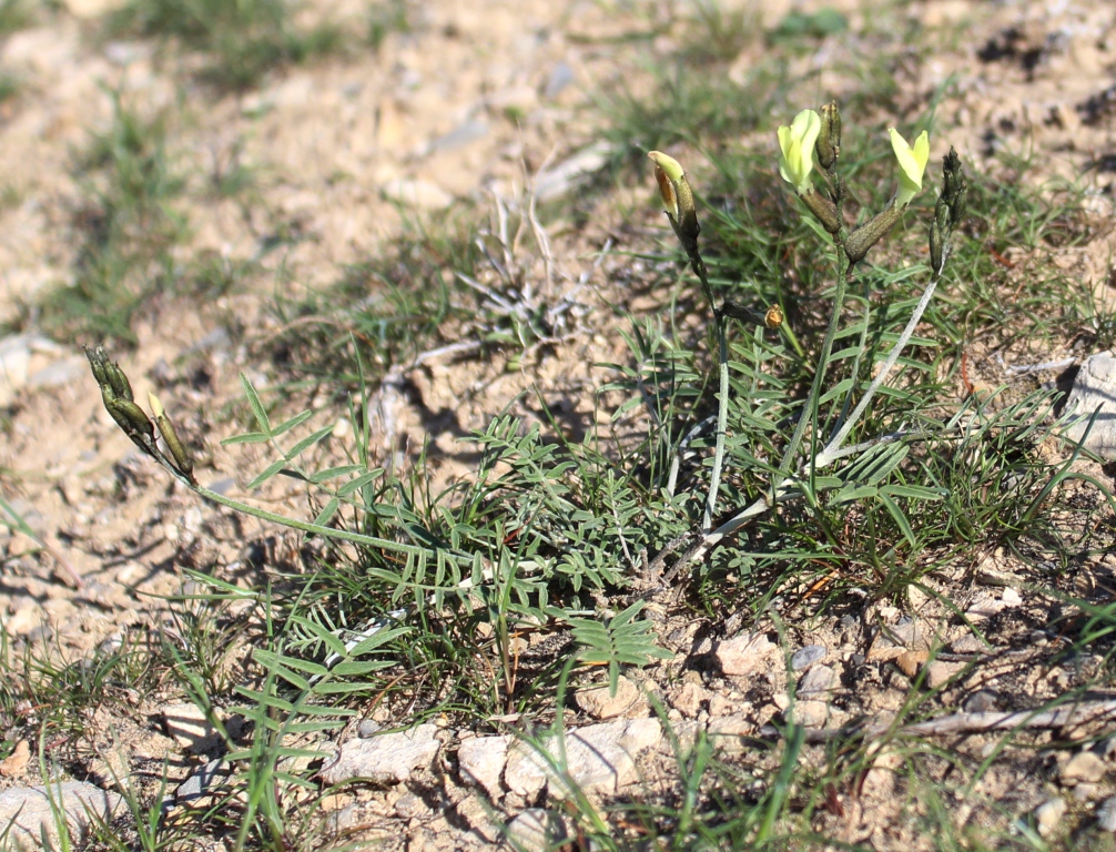 Image of Astragalus xiphidioides specimen.