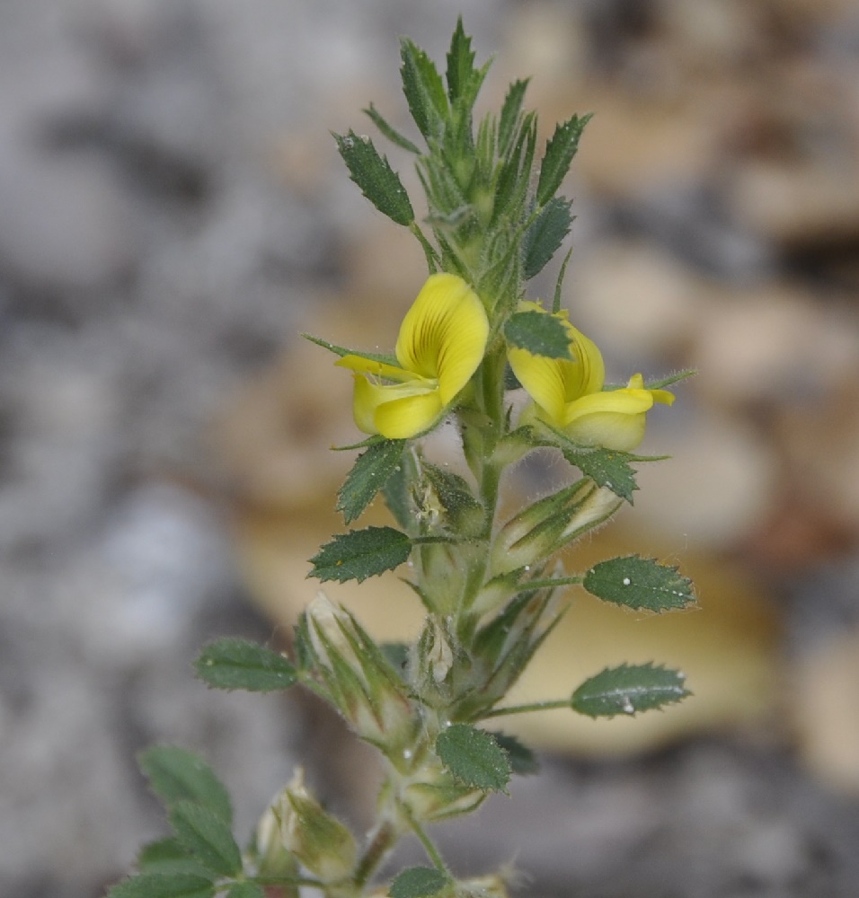 Image of Ononis pusilla specimen.