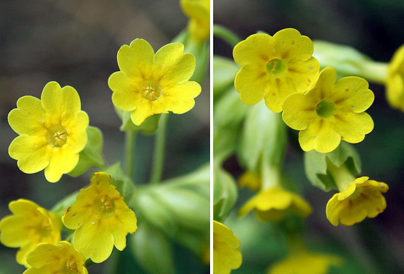 Image of Primula veris specimen.