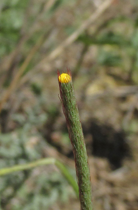 Image of Papaver stevenianum specimen.