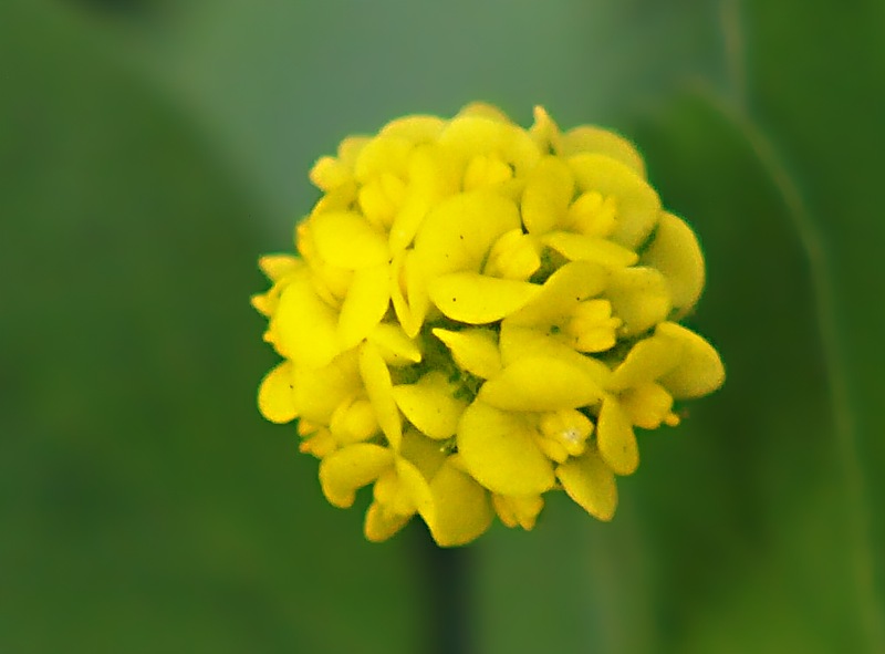 Image of Medicago lupulina specimen.