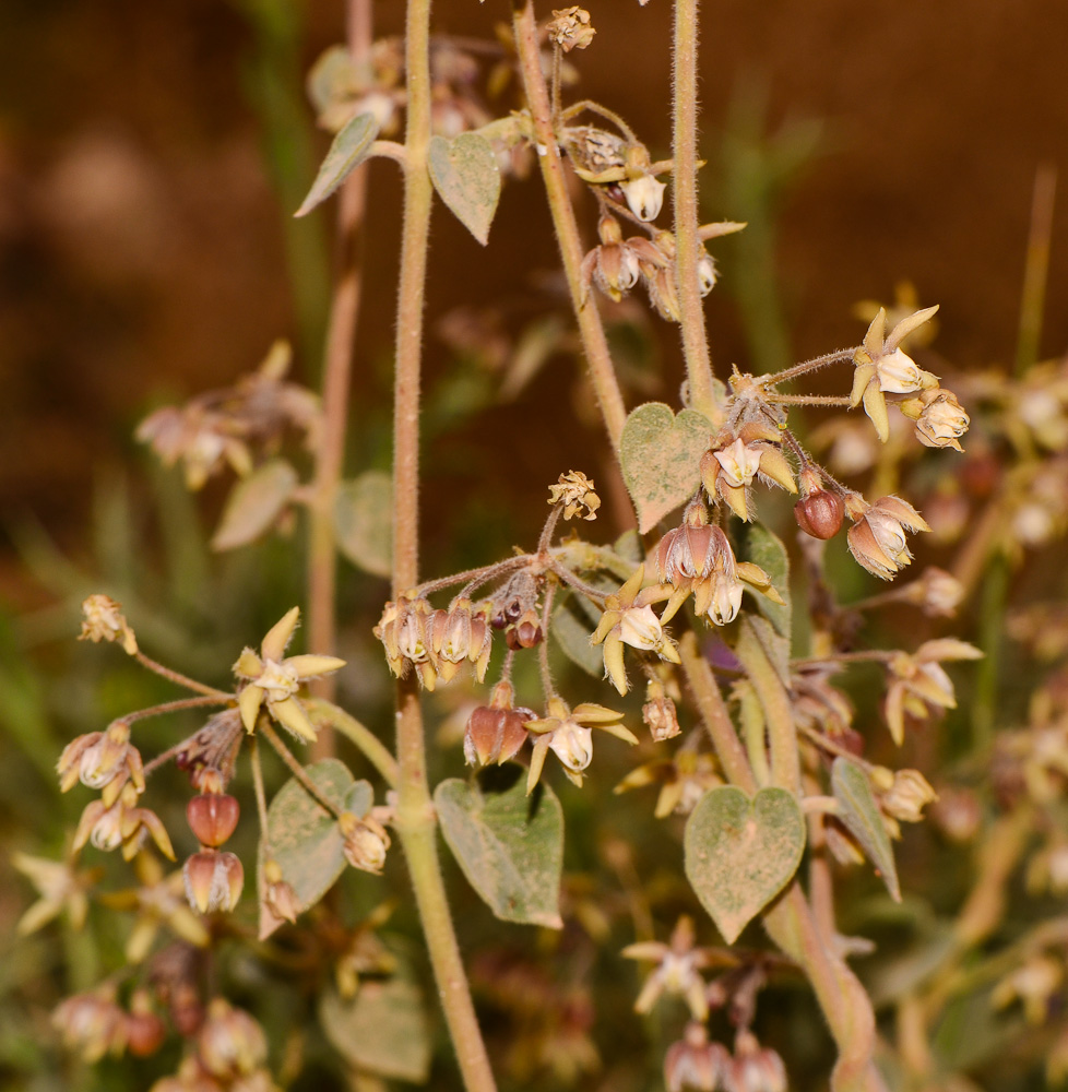 Image of Pergularia tomentosa specimen.