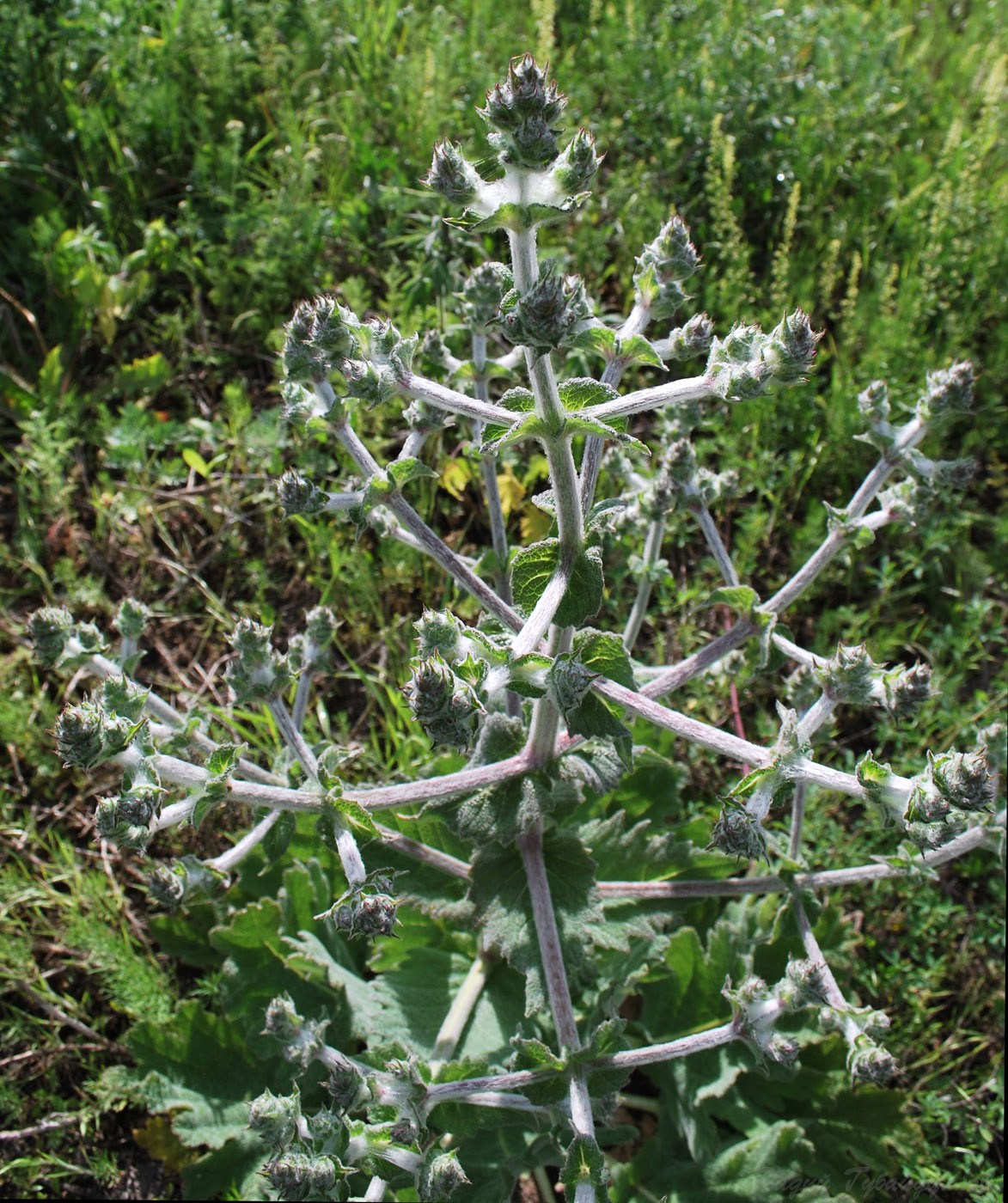 Image of Salvia aethiopis specimen.