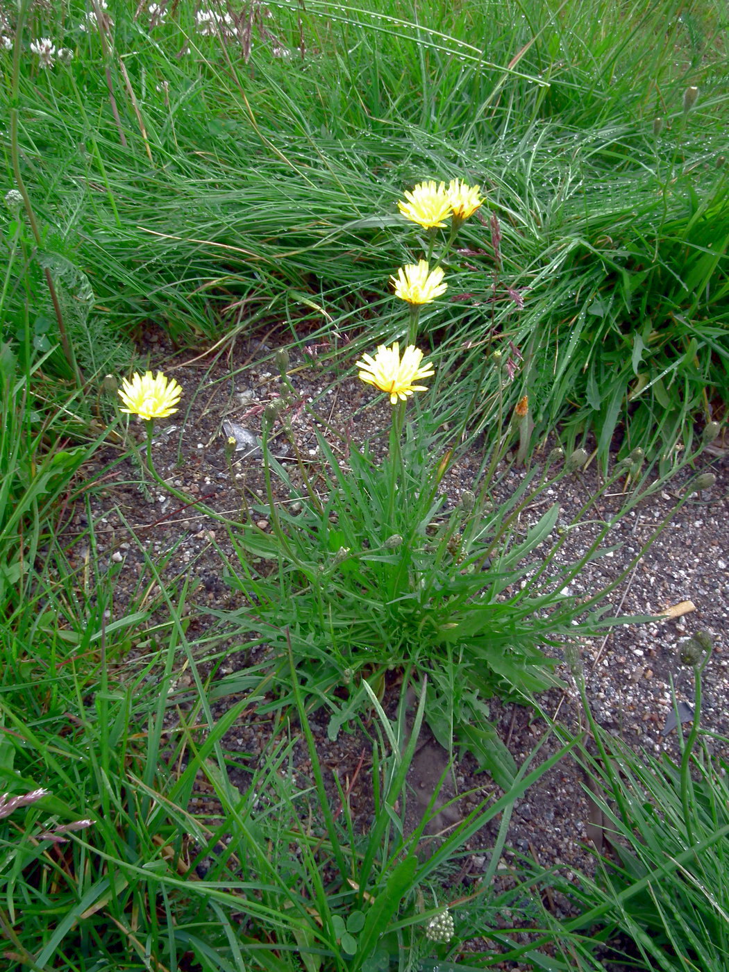 Image of Scorzoneroides autumnalis specimen.