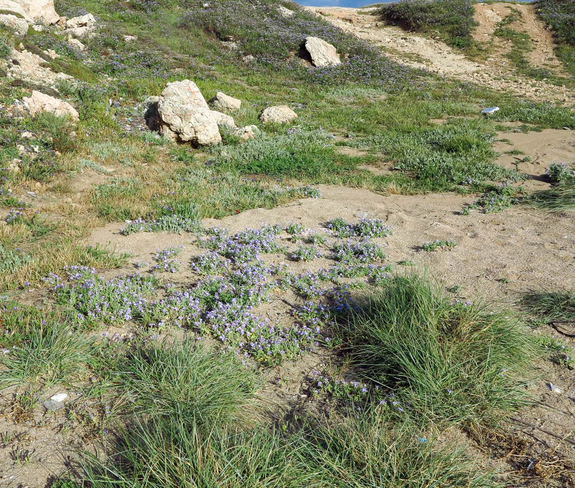 Image of Matthiola tricuspidata specimen.