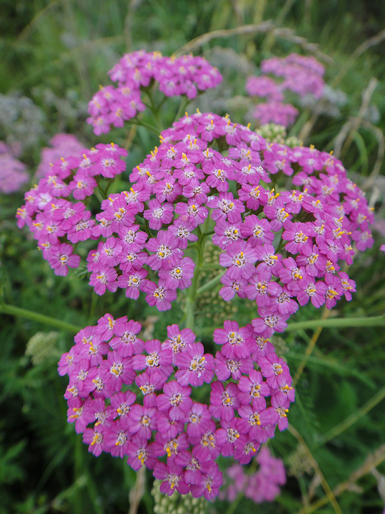 Image of Achillea millefolium specimen.