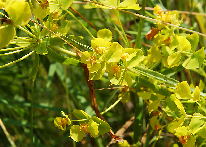 Image of Euphorbia virgata specimen.