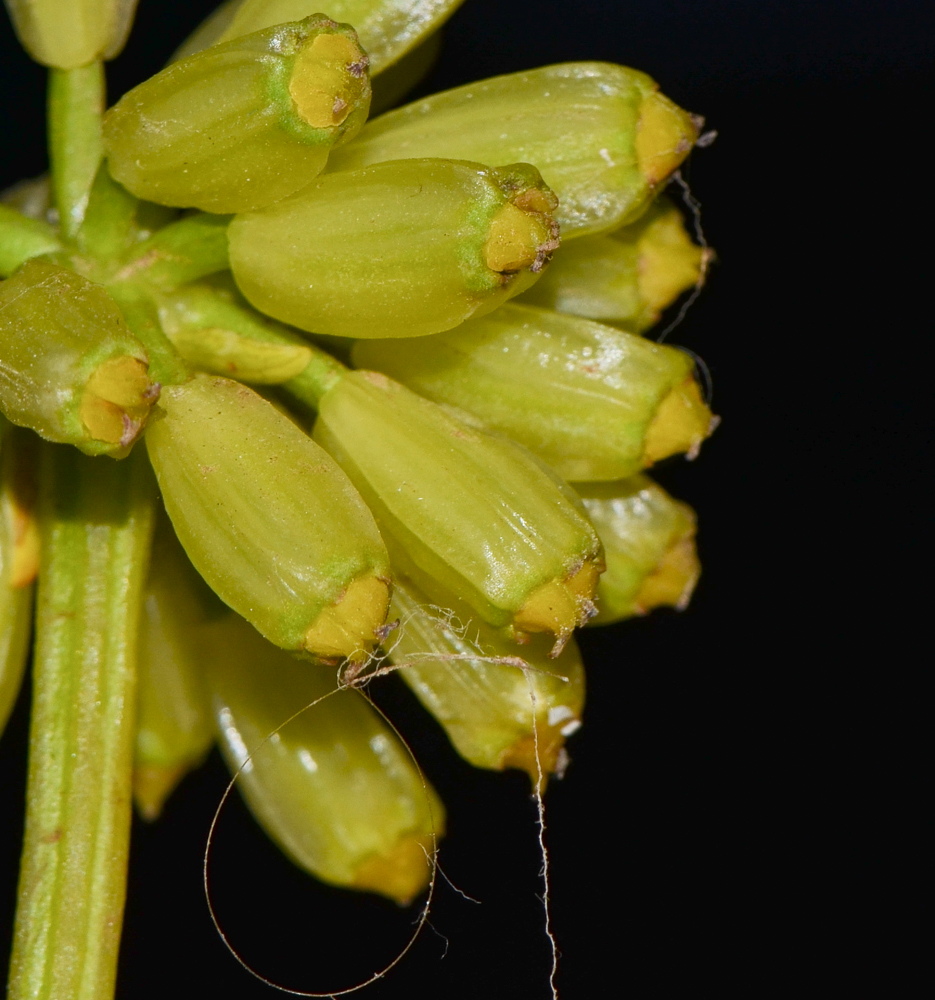 Изображение особи Astydamia latifolia.