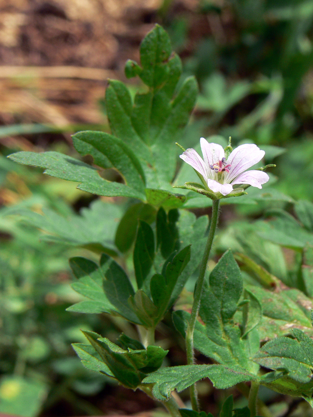 Image of Geranium sibiricum specimen.