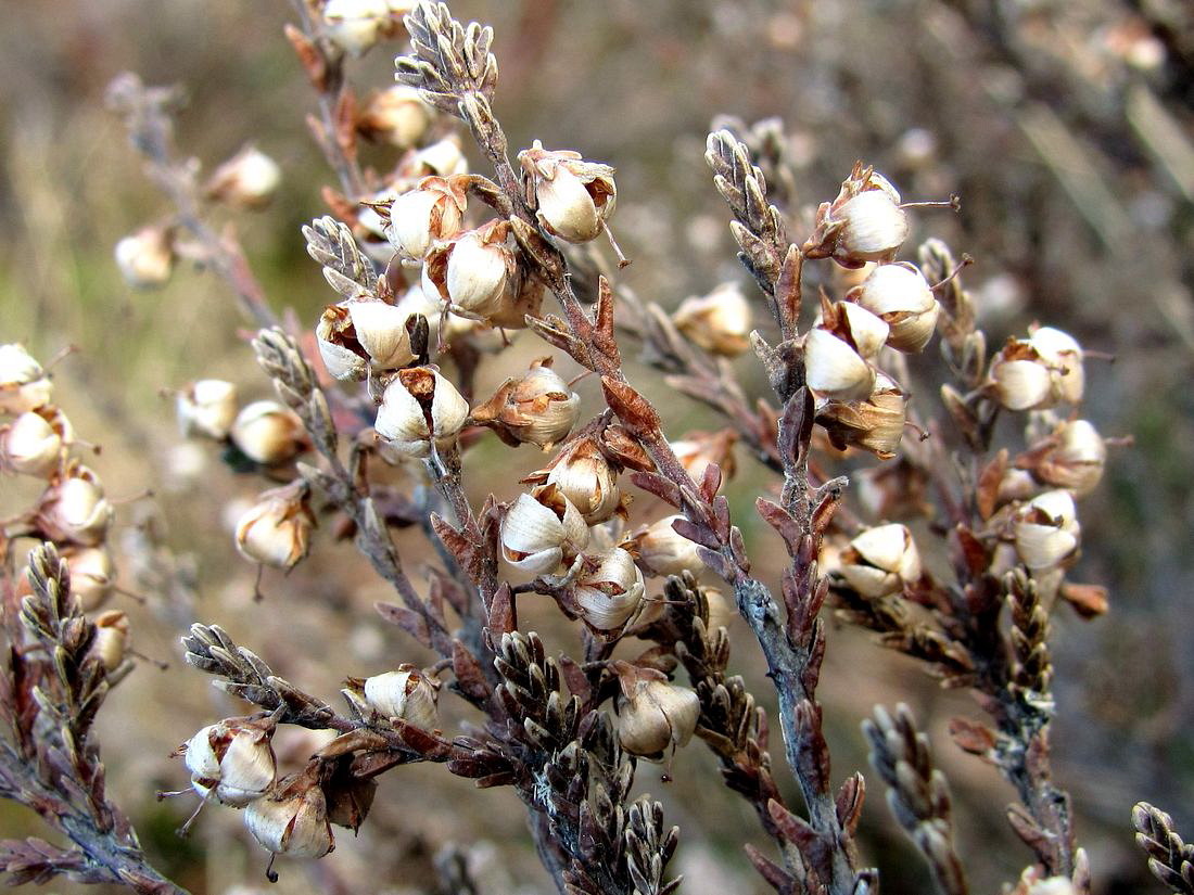 Изображение особи Calluna vulgaris.