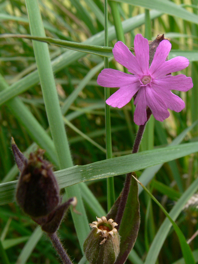 Изображение особи Melandrium dioicum.