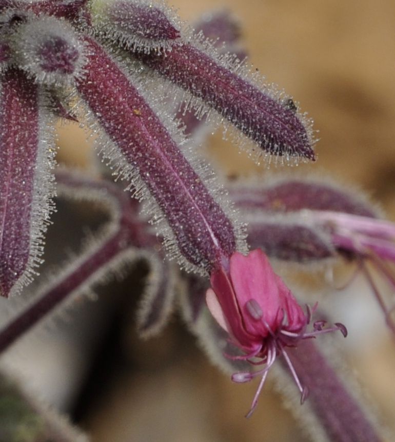 Image of Saponaria glutinosa specimen.