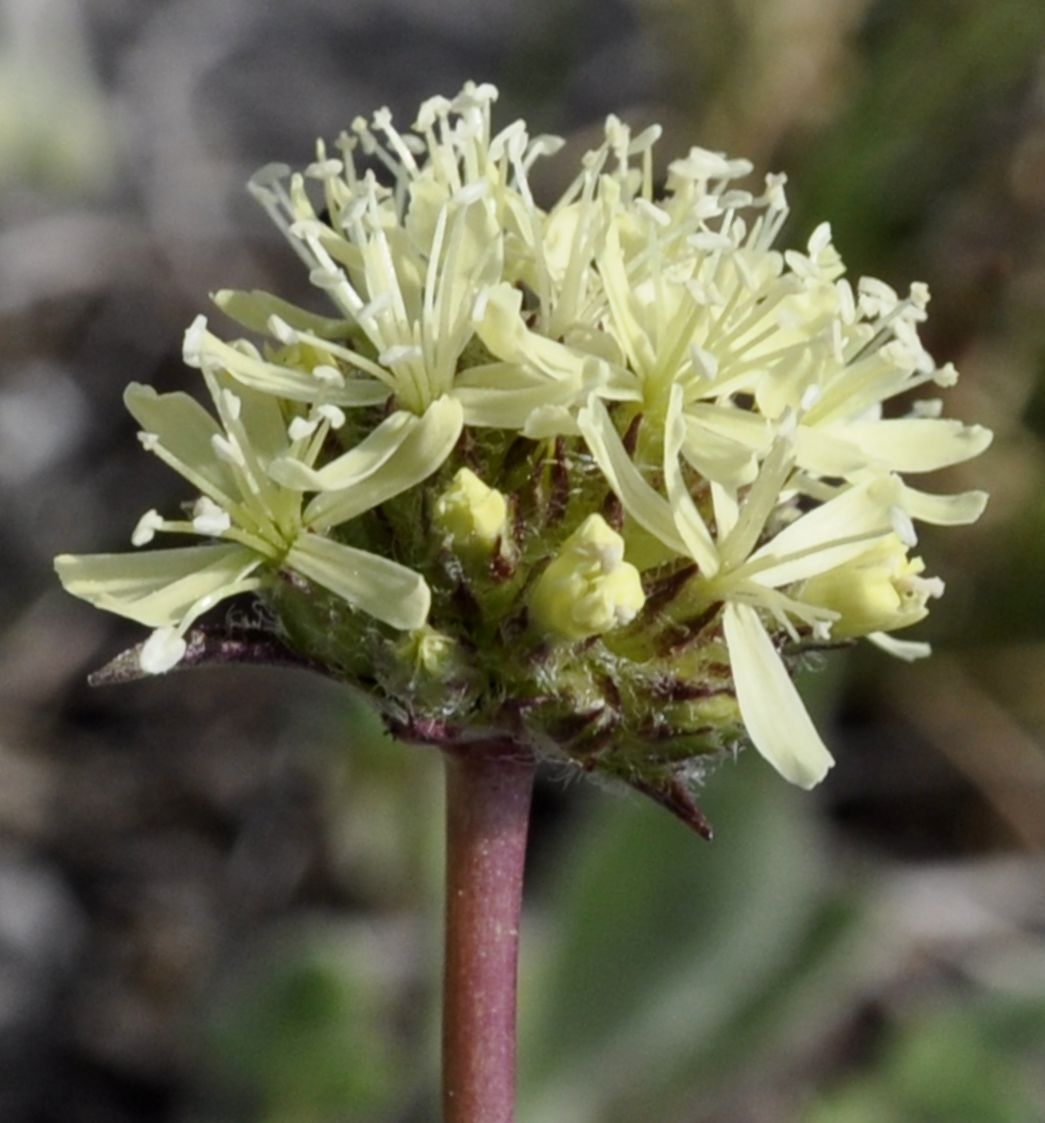 Изображение особи Saponaria bellidifolia.