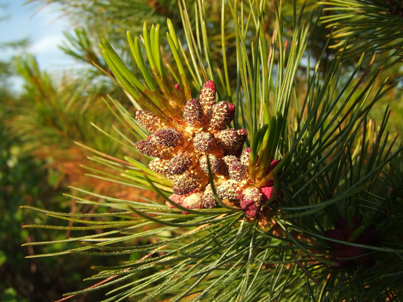 Image of Pinus pumila specimen.