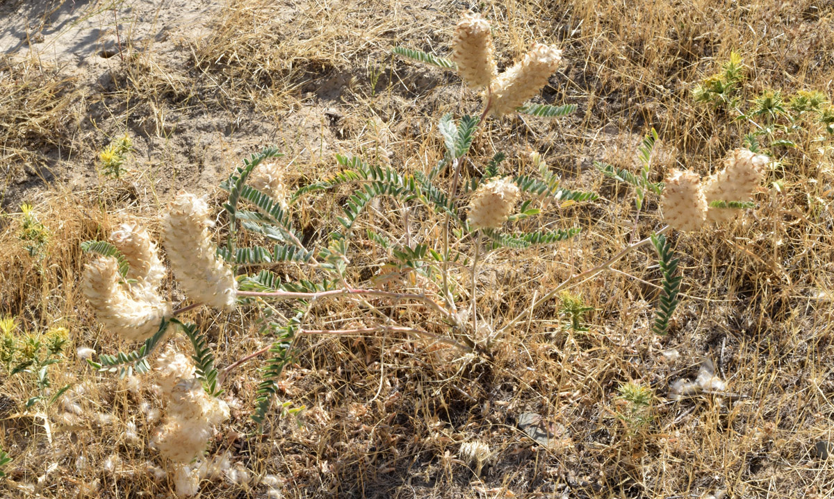 Image of Astragalus alopecias specimen.