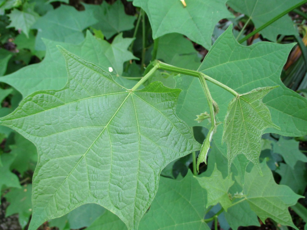 Image of Alangium platanifolium specimen.